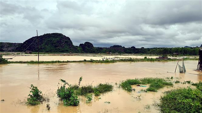 Mưa lớn khiến nhiều diện tích nuôi trồng thủy hải sản của người dân thị xã Hoàng Mai bị nước dâng cao, cuốn trôi nhiều tôm cá. (Ảnh: TTXVN phát) Nghệ An: Mưa lũ làm một người mất tích, hàng trăm ngôi nhà bị ngập ảnh 1