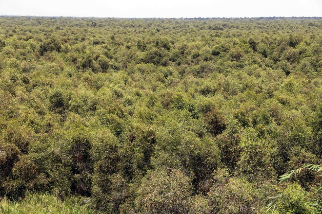 Hàng nghìn ha rừng tràm U Minh Hạ có nguy cơ cháy cực kỳ nguy hiểm ảnh 1