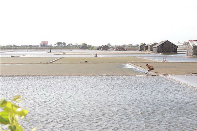 Mưa trái mùa thất thường, diêm dân Bến Tre gặp nhiều khó khăn ảnh 1