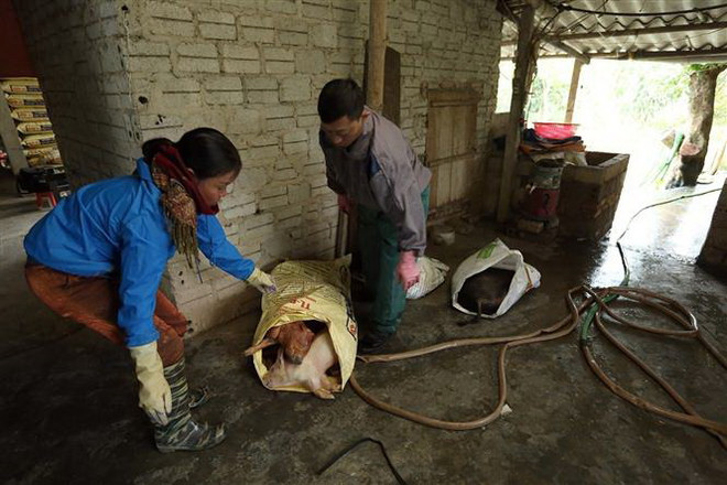 Cả nước còn 24 ổ dịch lở mồm long móng tại 6 tỉnh, thành phố ảnh 1