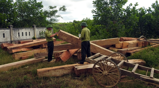 Rừng ở Vĩnh Linh bị chặt phá nghiêm trọng do buông lỏng quản lý ảnh 1