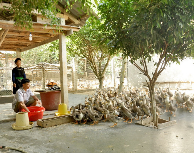 Tuyên Quang công bố thương hiệu đặc sản "Vịt bầu Minh Hương" ảnh 1