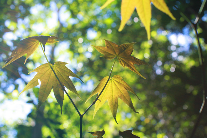 [Video] Hành trình khám phá rừng lá phong độc đáo ở thành phố Đà Lạt ảnh 1