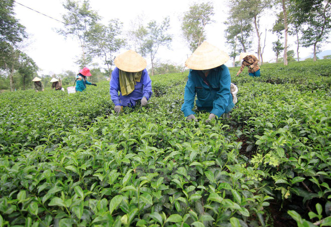Người dân thu hoạch chè. (Nguồn: TTXVN) Người dân mong muốn có thêm những chính sách hỗ trợ đồng bào miền núi ảnh 2