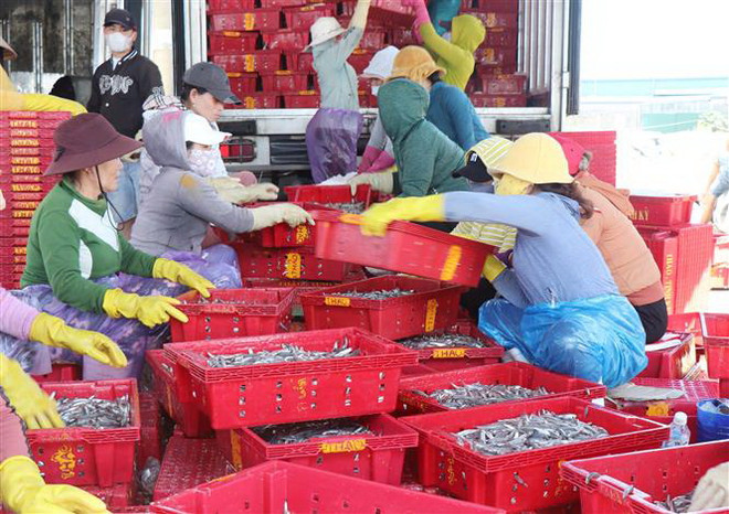 Ngư dân Quảng Ngãi trúng đậm 'lộc biển' đầu Xuân Quý Mão ảnh 1