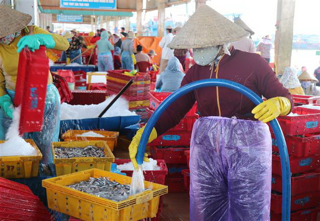 Ngư dân Quảng Ngãi trúng đậm 'lộc biển' đầu Xuân Quý Mão ảnh 2