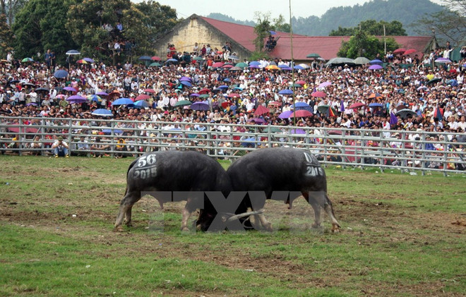 [News Game] Duy trì hay xóa bỏ những lễ hội có tục lệ hiến sinh? ảnh 1