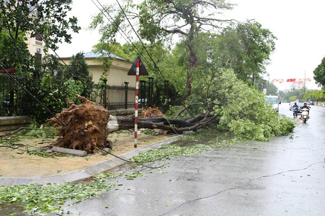 Hà Nội yêu cầu hạn chế tối đa tình trạng gãy đổ cây trong mùa mưa bão ảnh 1