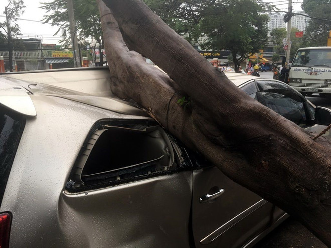 Cây xanh bất ngờ bật gốc, đè bẹp xe ôtô 7 chỗ đỗ bên đường ảnh 1