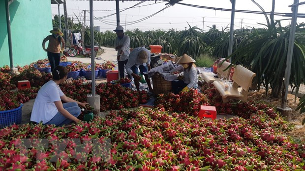 Thành phố Cần Thơ: Trái cây giảm giá sâu khi vào thu hoạch ảnh 1