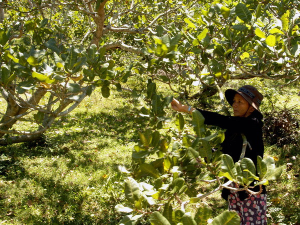 Đồng Nai: Điều mất mùa, rớt giá khiến nông dân lao đao ảnh 1