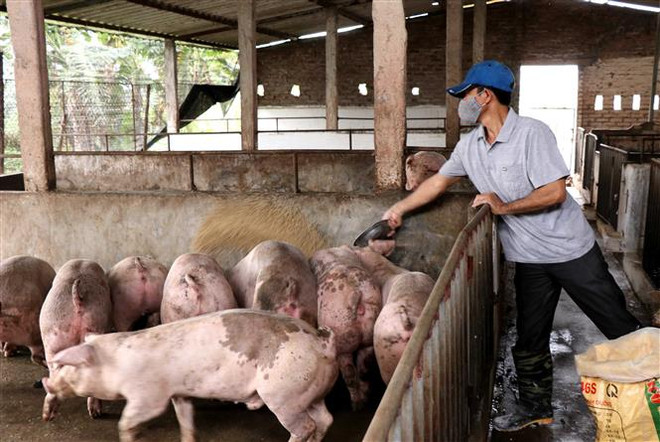 Chăm sóc đàn lợn thịt tại xã thư Phú, huyện Thường Tín, Hà Nội. (Ảnh: Vũ Sinh/TTXVN) Bộ Nông nghiệp yêu cầu các địa phương kiểm soát giá thịt lợn ảnh 1