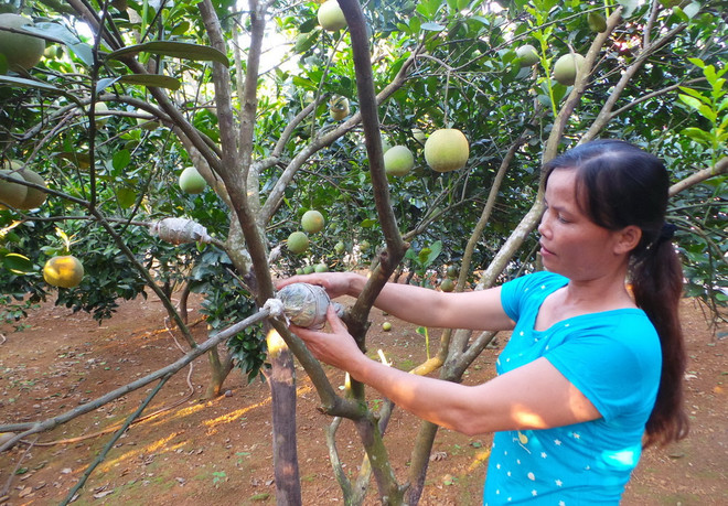 Bưởi Diễn có nguy cơ mất mùa vì thời tiết mưa nắng thất thường ảnh 1