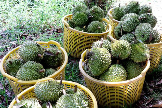 Làm thế nào để ngành hàng sầu riêng thoát khỏi 'bẫy tăng trưởng nóng'? ảnh 2