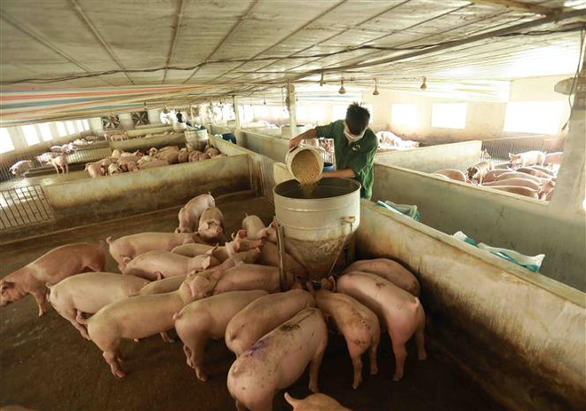Một trang trại chăn nuôi lợn. (Nguồn: TTXVN) Doanh nghiệp chăn nuôi đón đầu cơ hội nhờ áp dụng mô hình 3F ảnh 1
