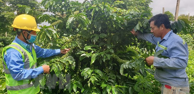 Vùng nguyên liệu càphê được chăm sóc theo chuẩn Organic cho năng suất cao. (Ảnh: Hồng Điệp/TTXVN) Nâng chất lượng cho càphê, hạt tiêu đáp ứng tốt thị trường xuất khẩu ảnh 2