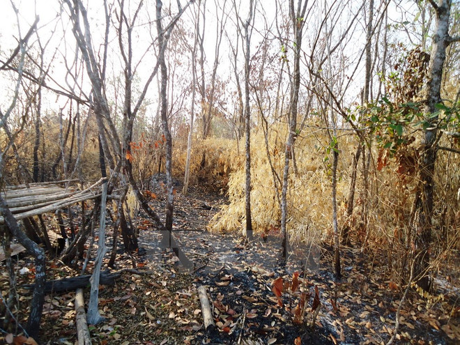 Thủ tướng Chính phủ chỉ thị cấp bách phòng, chữa cháy rừng ảnh 1