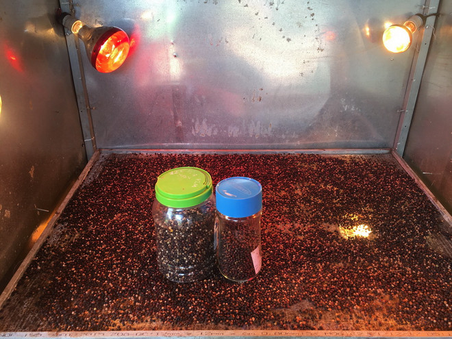 Giải pháp đưa ngành hồ tiêu thoát “nốt trầm": Tăng sản lượng chế biến ảnh 1