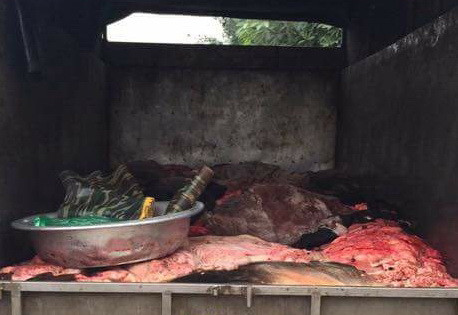 Bình Phước phát hiện 4 tấn da trâu, bò ướp muối không rõ nguồn gốc ảnh 1