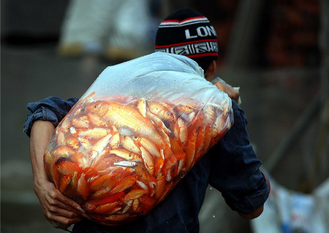 Vì sao lại có lễ cúng ông Công ông Táo vào 23 tháng Chạp? ảnh 1