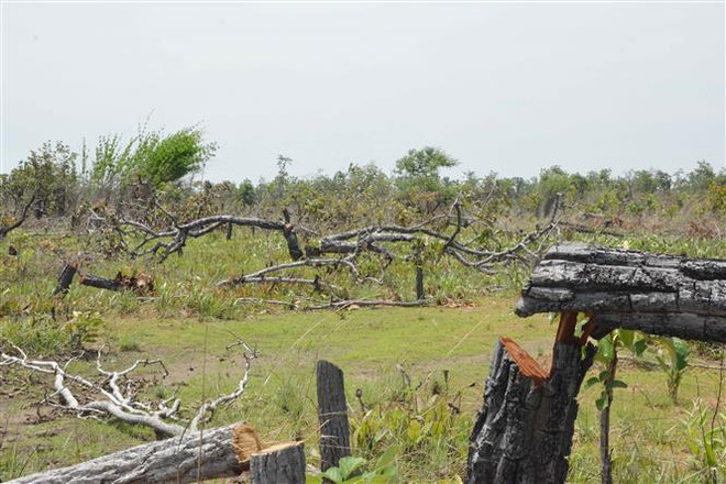 Vụ phá rừng quy mô lớn ở Đắk Lắk: Hơn 387ha rừng bị phá ảnh 1