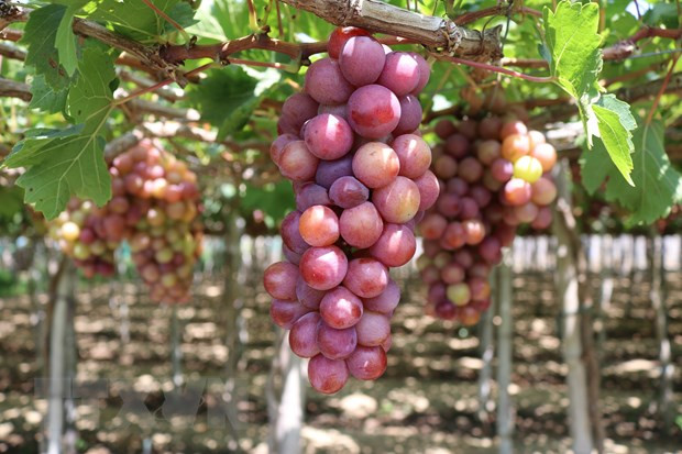 Giống nho Red Cardinal (nho đỏ) trồng theo tiêu chuẩn VietGAP tại Làng nho Thái An, xã Vĩnh Hải, huyện Ninh Hải, Ninh Thuận. (Ảnh: TTXVN). Du lịch Việt sôi động với hàng loạt sự kiện độc đáo trong tháng Sáu ảnh 3