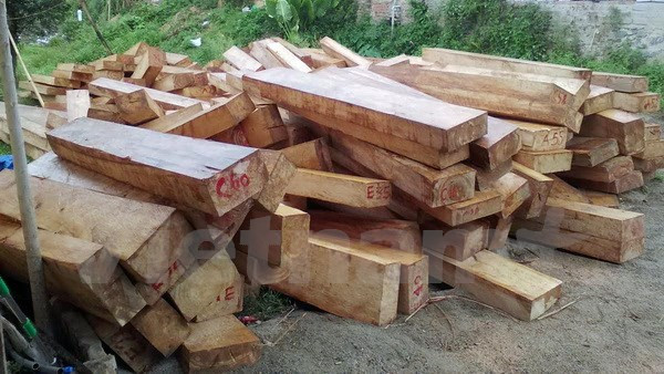 Khởi tố vụ khai thác trái phép rừng pơmu quý hiếm tại Quảng Nam ảnh 1