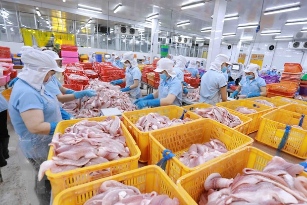 Chế biến cá tra xuất khẩu. (Ảnh: Vũ Sinh/TTXVN) Giải pháp hỗ trợ doanh nghiệp phục hồi nhanh, phát triển bền vững ảnh 2