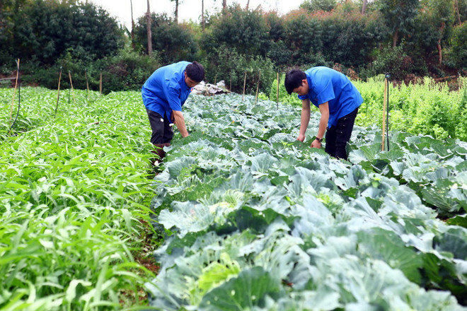 Xuất khẩu rau quả ước đạt 934 triệu USD trong 3 tháng đầu năm ảnh 2