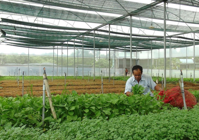 Xuất khẩu rau quả ước đạt 934 triệu USD trong 3 tháng đầu năm ảnh 1