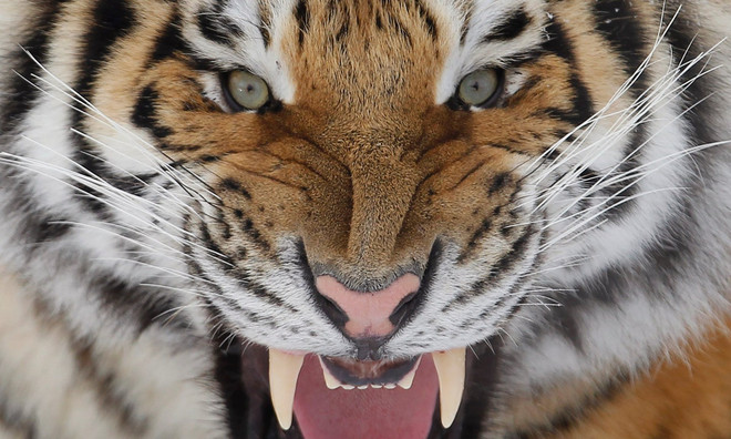 Gần 10.000 người tham gia lễ hội tôn vinh loài hổ ở Vladivostok ảnh 1