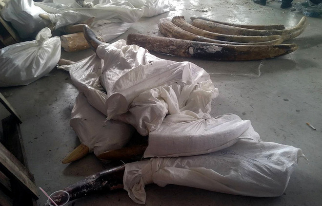 TP.HCM phát hiện 529 kg ngà voi giấu tinh vi trong các khúc gỗ ảnh 1