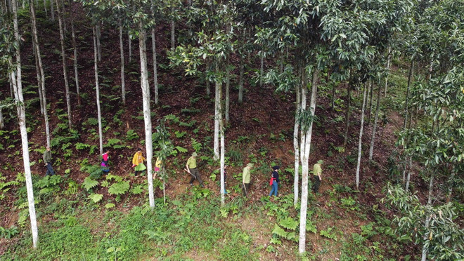 ttxvn_bao ve rung 2.jpg