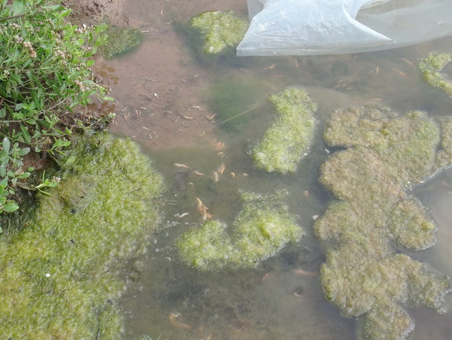 Cấp 120 tấn hóa chất phòng, chống dịch bệnh thủy sản cho ba tỉnh ảnh 1