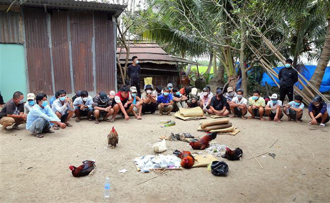 Sóc Trăng: Bắt quả tang 32 đối tượng tham gia đá gà ăn tiền ảnh 1