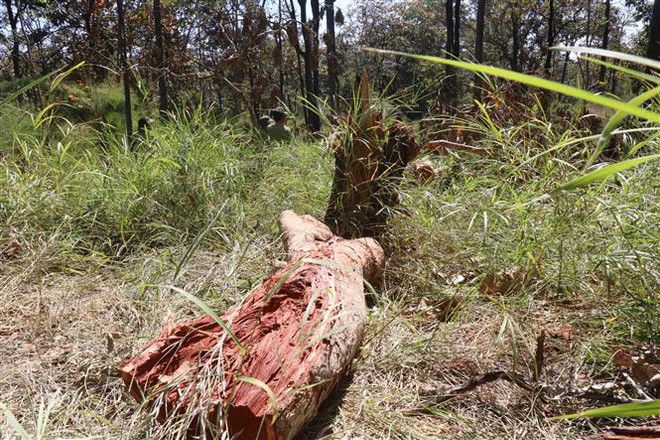 Kon Tum điều tra vụ phá rừng Đăk Tô, phát hiện thêm 11 lóng gỗ dổi ảnh 1