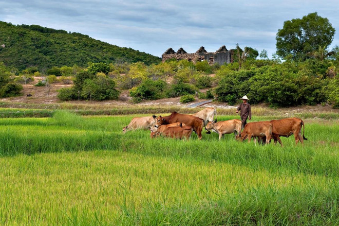 Cảnh làng quê bình dị ở Phú Yên. (Ảnh: CTV/Vietnam+) Phu Yen.jpg