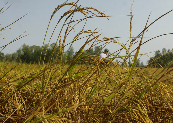 Cần Thơ chủ động ứng phó trước nguy cơ mặn xâm nhập sâu trở lại ảnh 1