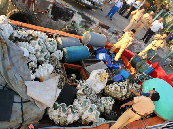 Chưa có chế tài xử lý hình sự vụ vận chuyển vỏ sò tai tượng ảnh 1