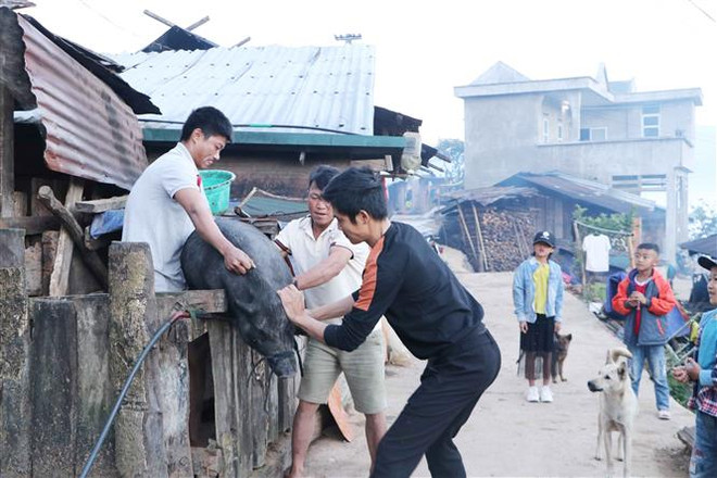 Sáng sớm, bà con đồng bào dân tộc Hà Nhì bắt lợn làm thịt ăn Tết cổ truyền của mình. (Ảnh: Nguyễn Oanh/TTXVN) Độc đáo phong tục ăn Tết của người Hà Nhì vùng biên giới Mường Tè ảnh 1