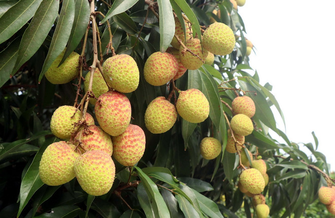 ttxvn_vai phu cu 2.jpg