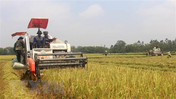 Nafiqad bác bỏ thông tin 90% người dân Việt Nam đang ăn 'gạo bẩn' ảnh 1