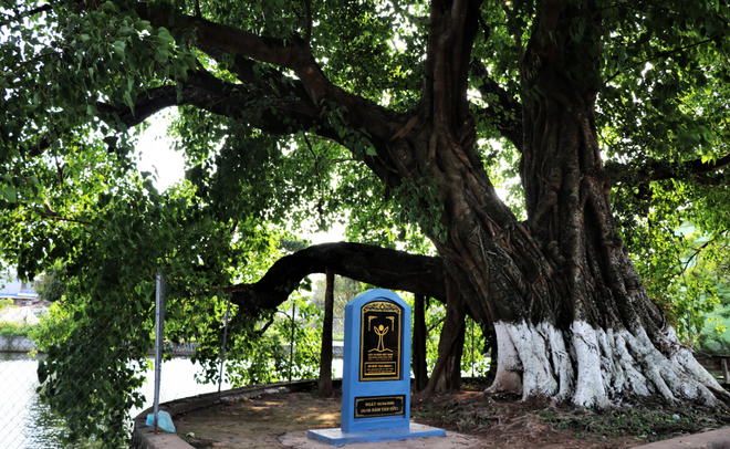 Dịch Diệp Trang - Ngôi làng cổ thuần Việt hơn 1000 năm tuổi ảnh 4