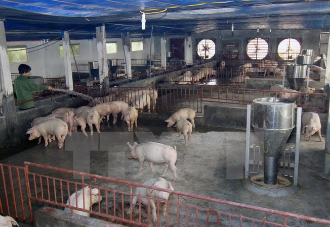 Phát hiện hộ chăn nuôi sử dụng chất cấm vượt chuẩn 500 lần ảnh 1