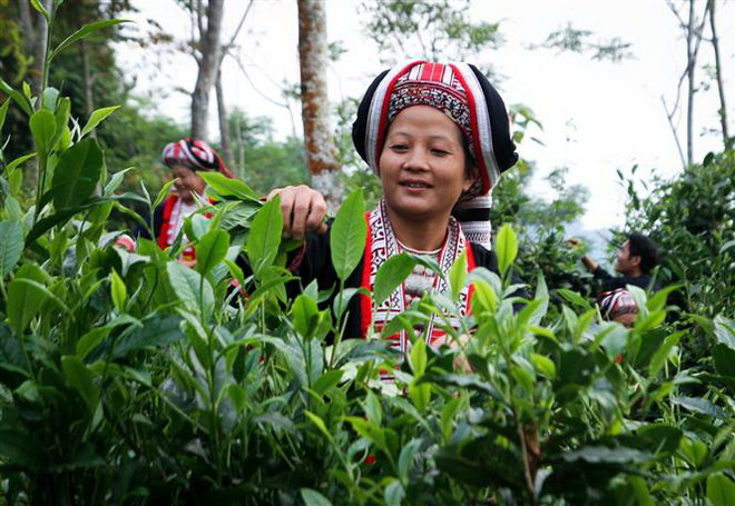 Hà Giang: Phát triển chè shan tuyết theo hướng hữu cơ, giá tăng rõ rệt ảnh 1