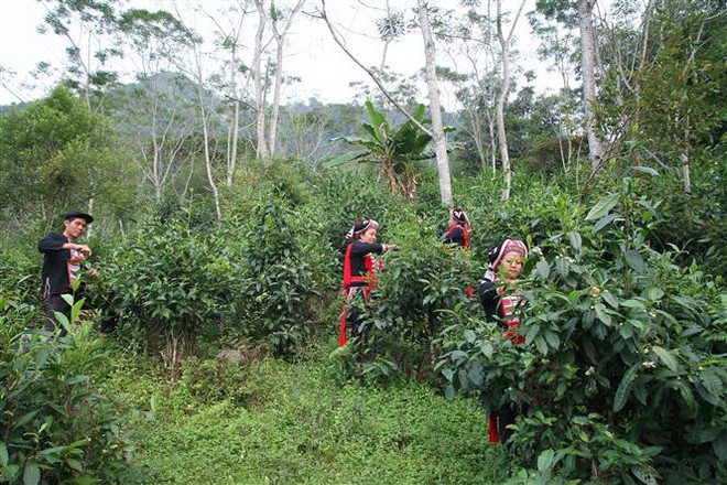 Hà Giang: Phát triển chè shan tuyết theo hướng hữu cơ, giá tăng rõ rệt ảnh 2