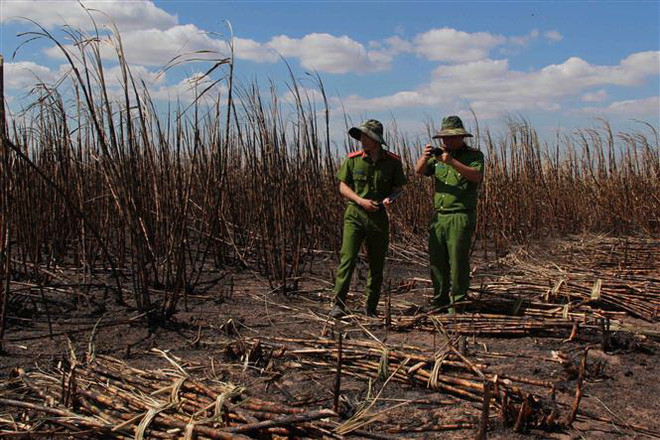 Đắk Lắk: Cánh đồng mía bốc cháy dữ dội, 100ha bị thiêu rụi ảnh 1