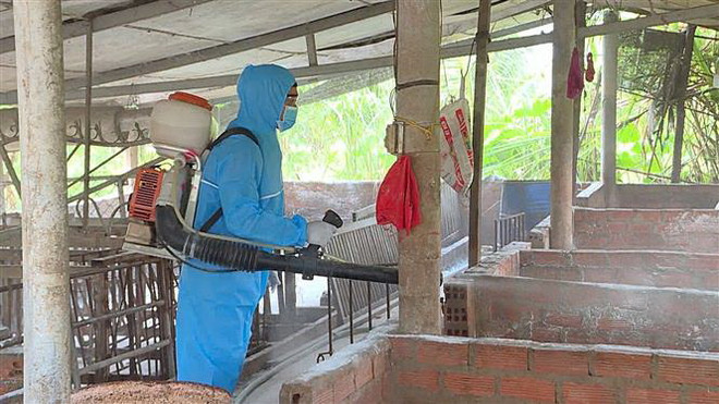 Quảng Bình: Bùng phát dịch tả lợn châu Phi và dịch tai xanh ở lợn ảnh 1