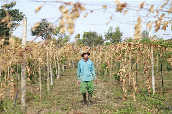 Gia Lai: Truy tìm kẻ cắt lìa gần 500 gốc chanh dây đến kỳ thu hoạch ảnh 1
