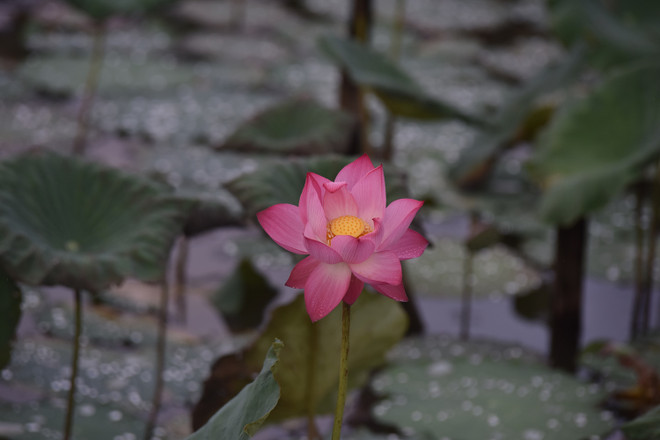 Trang viên Đồng Gội: “Của hiếm” cho nghỉ dưỡng gần Hà Nội ảnh 4